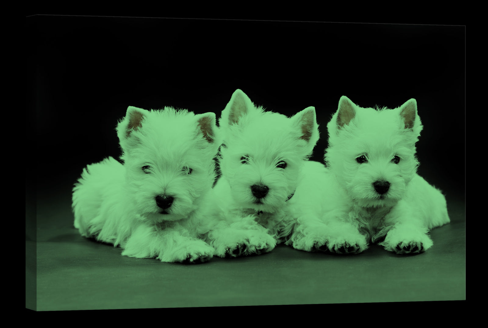 Animals No. 001, glowing at night