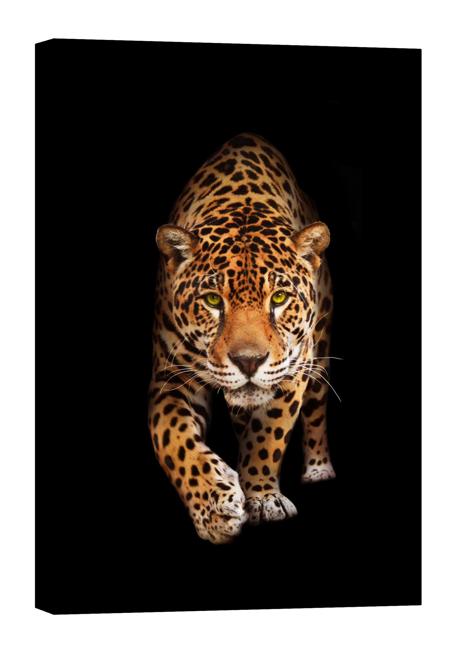 Animals No. 003, by day