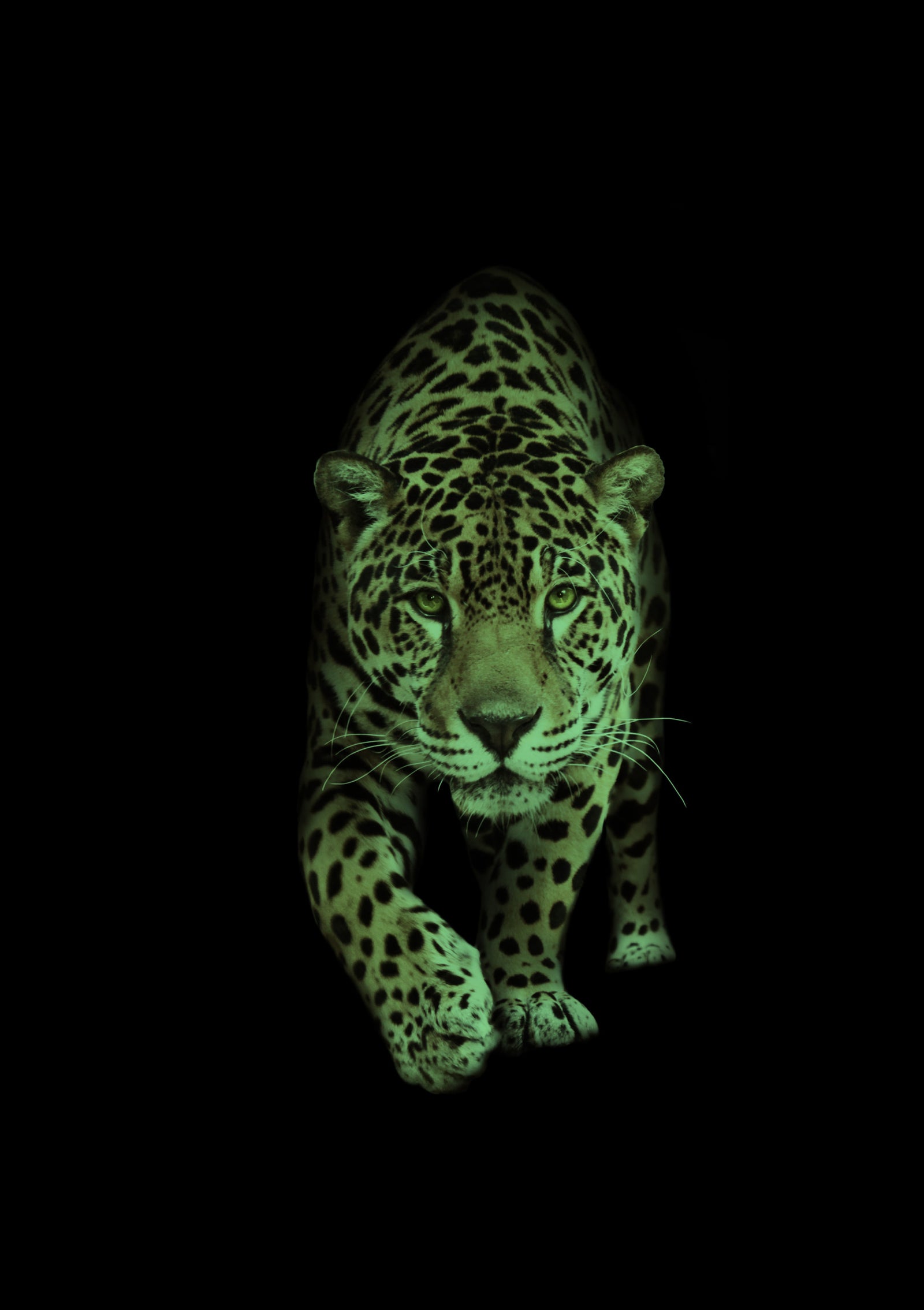 Animals No. 003, glowing at night