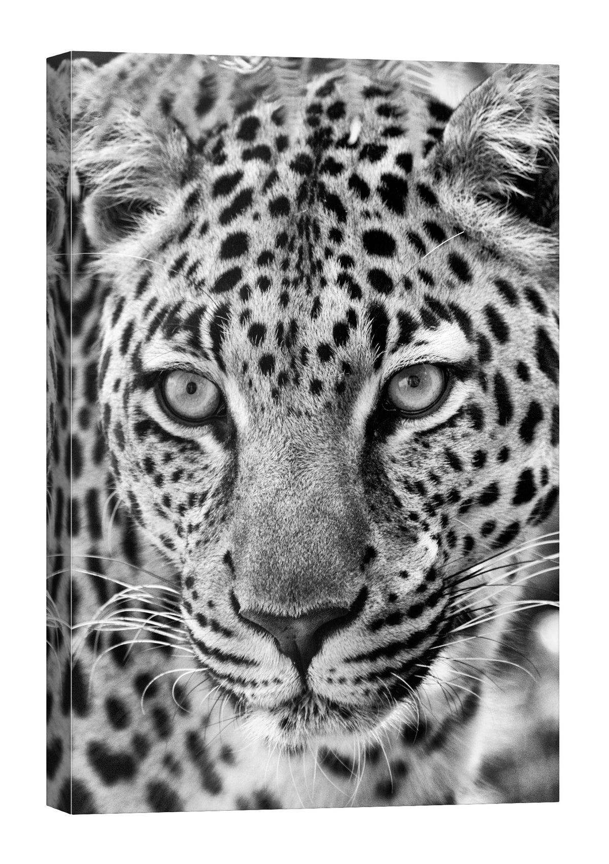 Animals No. 007, by day