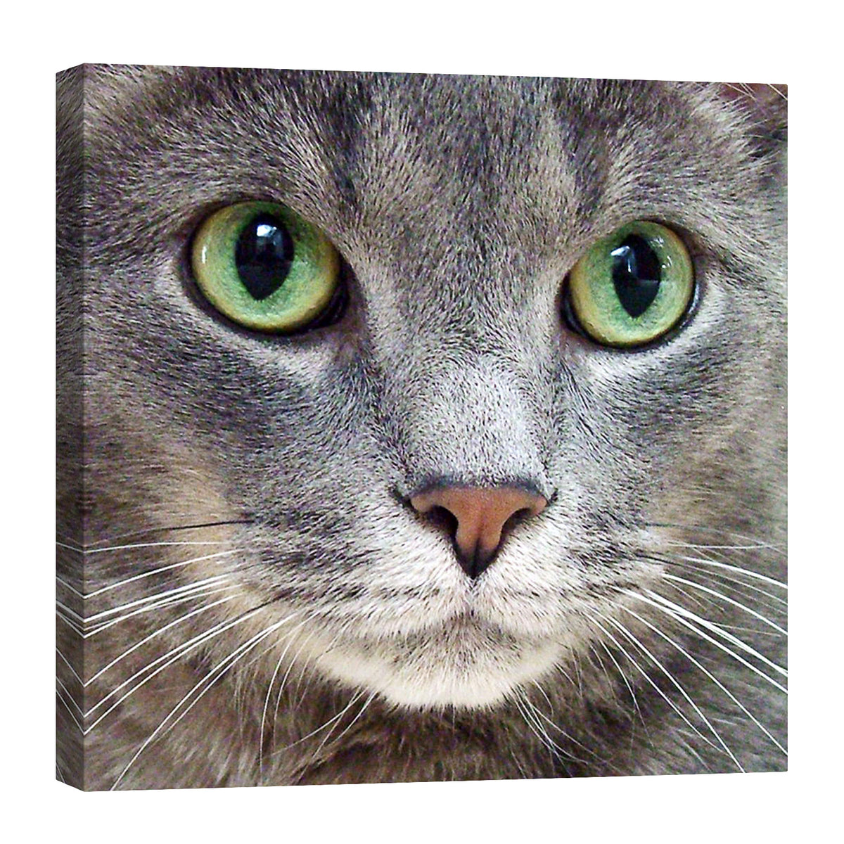 Animals No. 008, by day