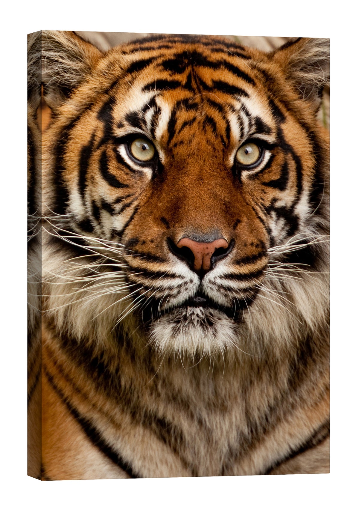 Animals No. 009, by day