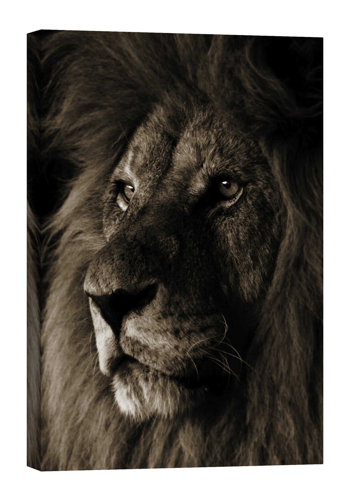 Animals No. 010, by day