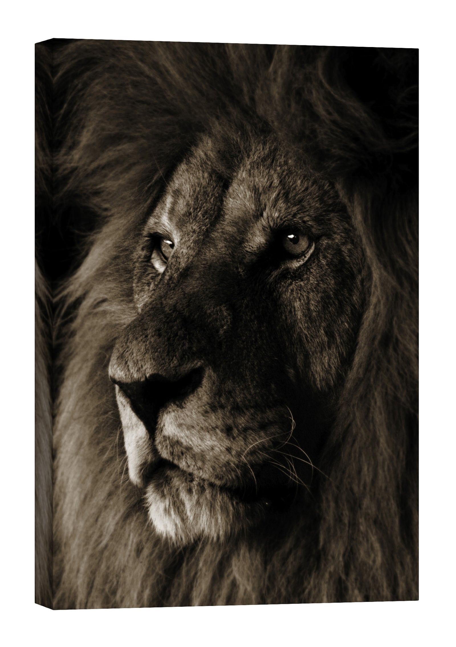 Animals No. 010, by day