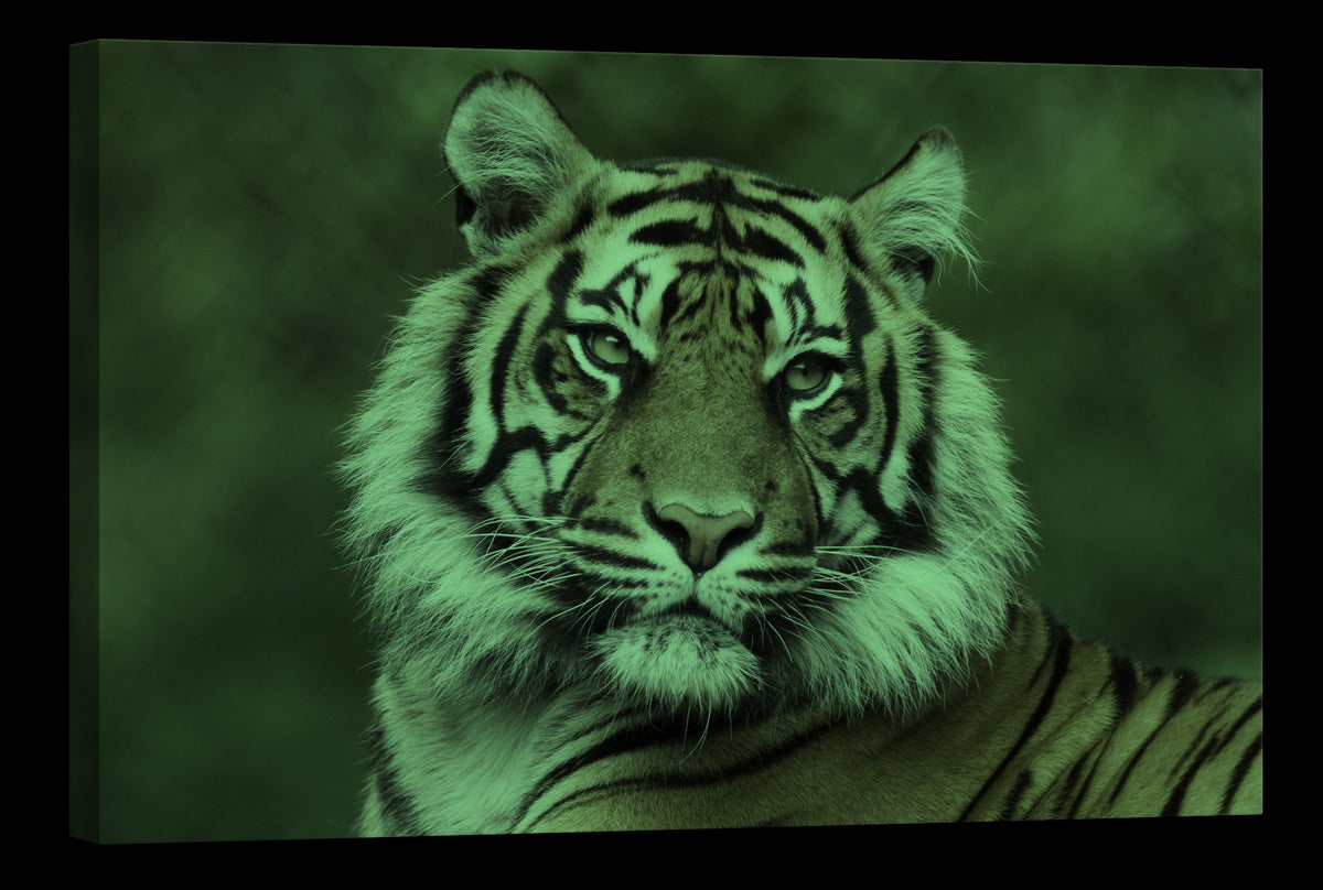 Animals No. 014, glowing at night