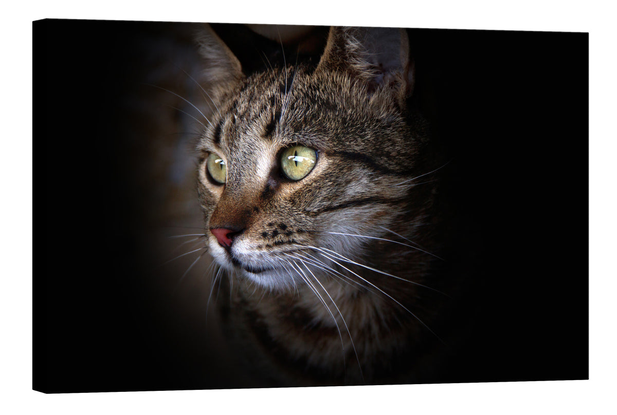 Animals No. 015, by day