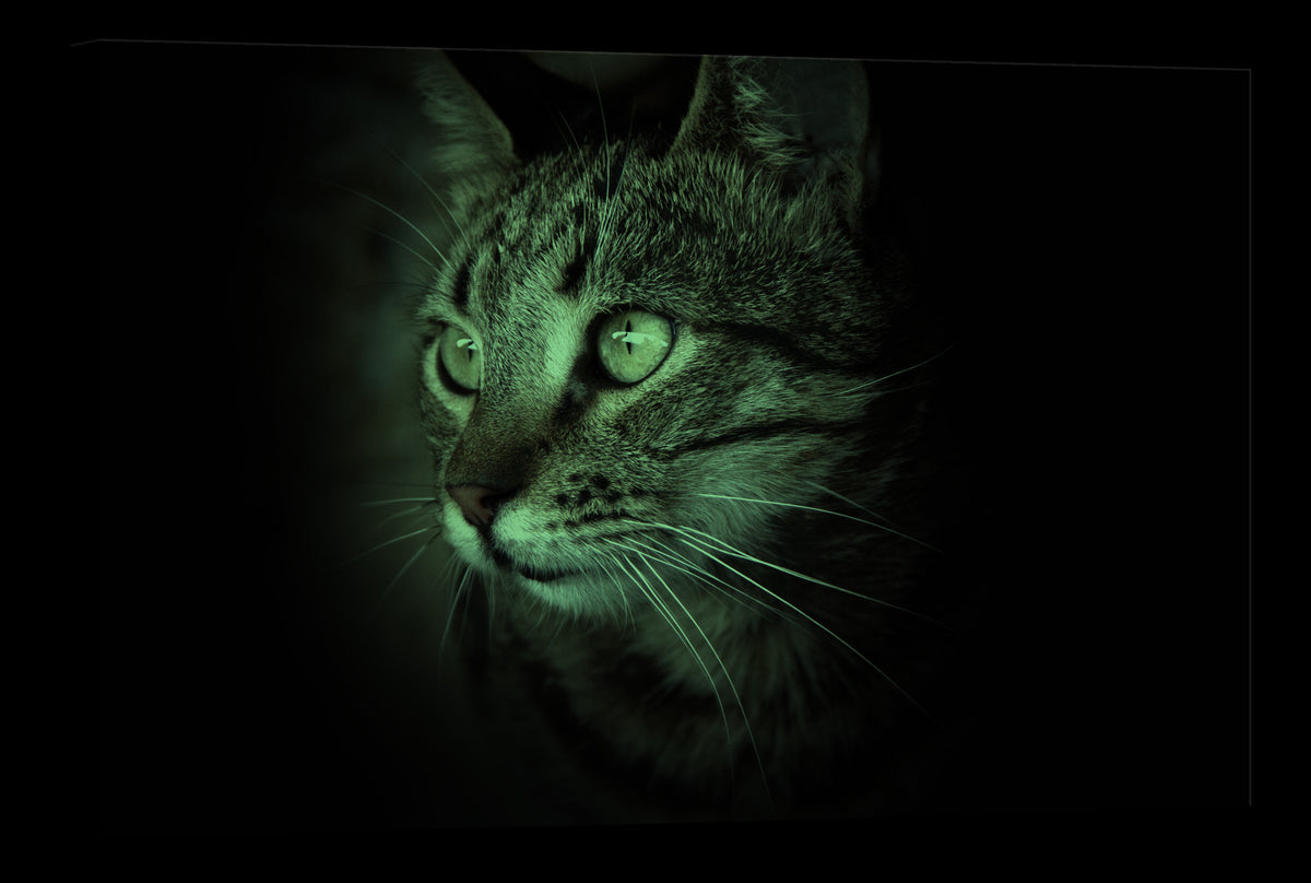Animals No. 015, glowing at night