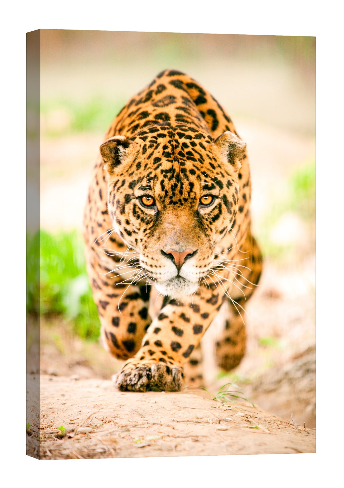Animals No. 016, by day
