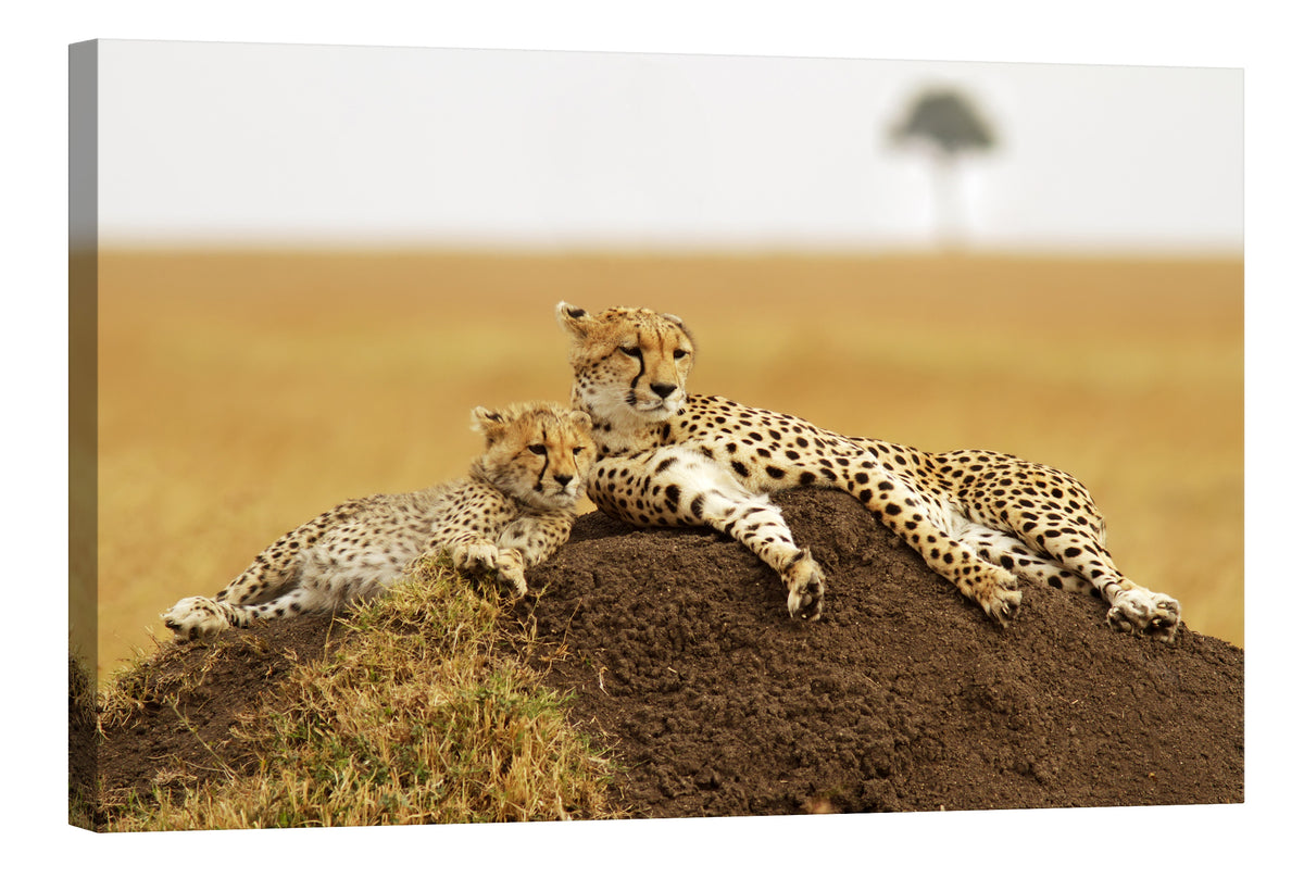 Animals No. 018, by day