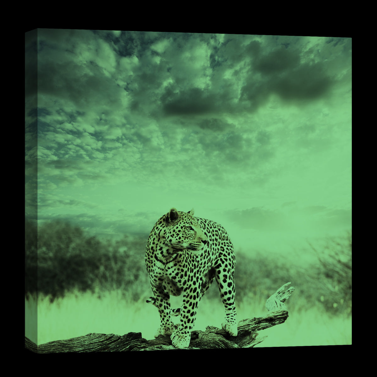 Animals No. 019, glowing at night
