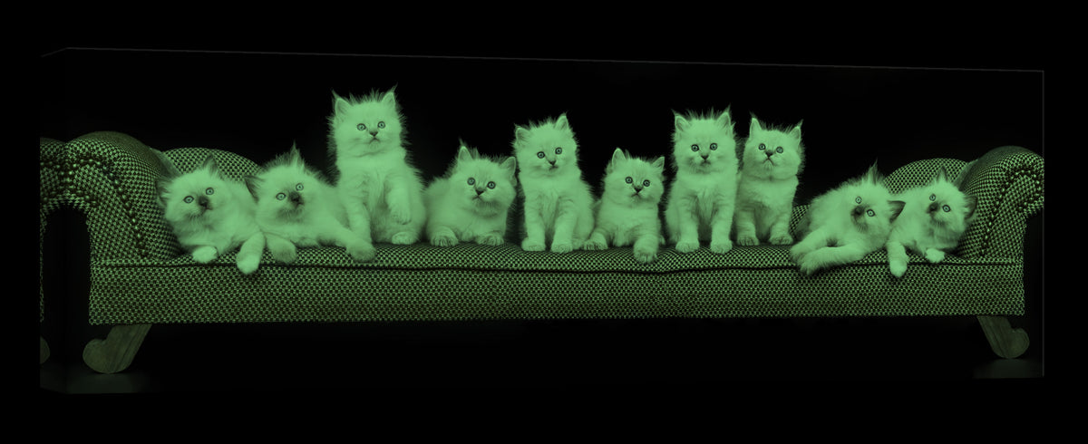 Animals No. 020, glowing at night