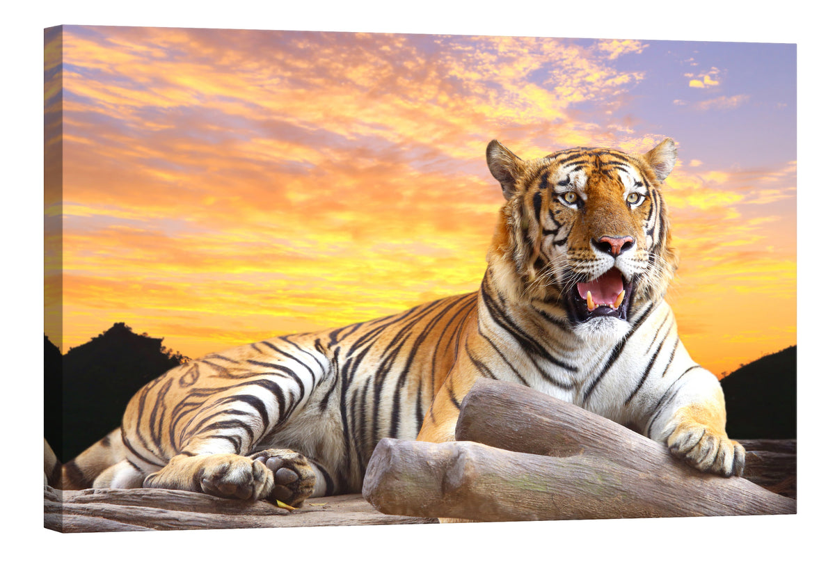 Animals No. 021, by day