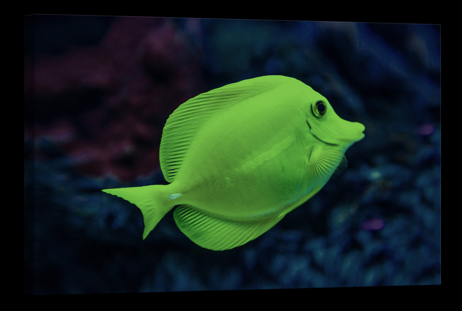 Animals No. 026, glowing at night