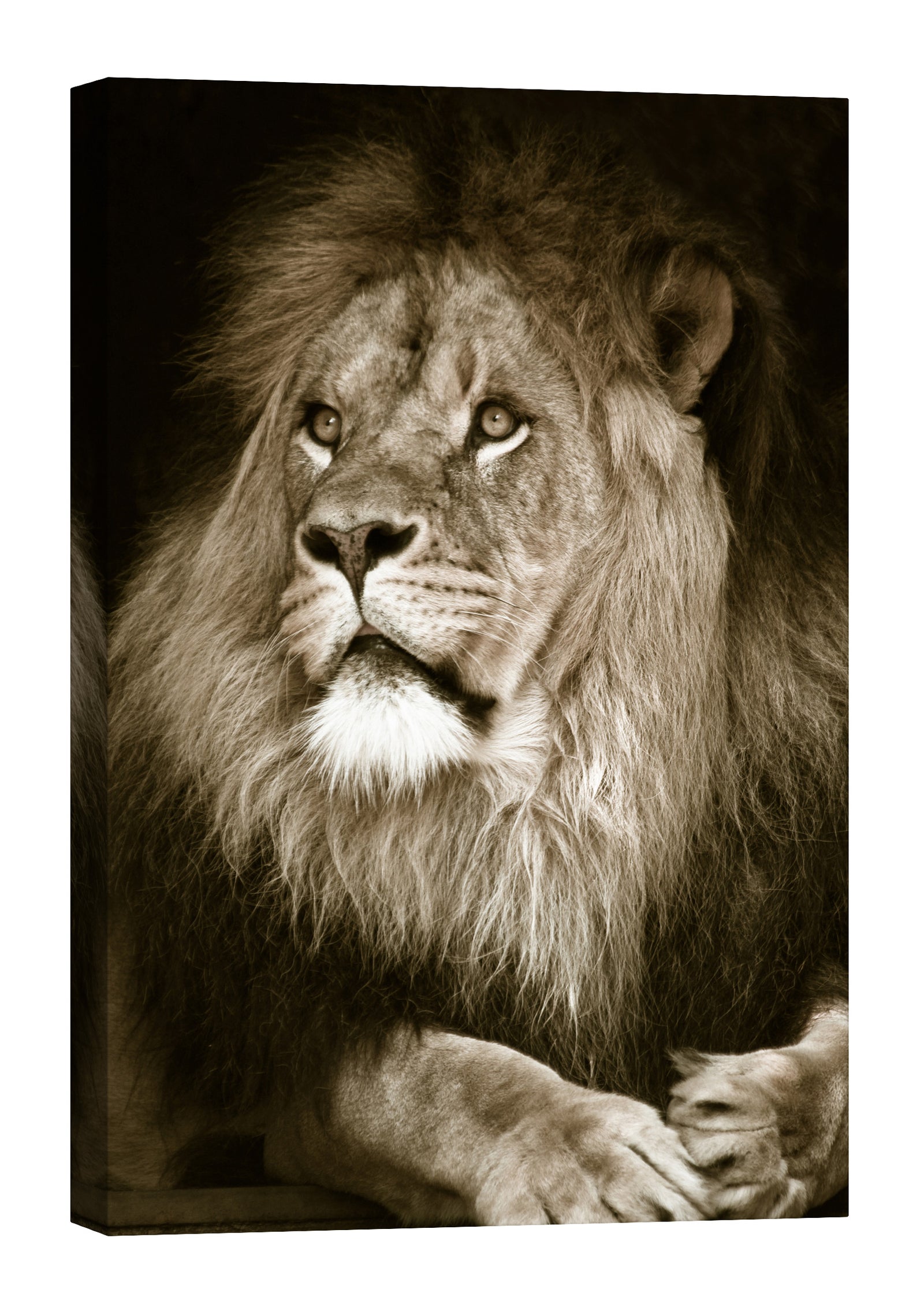 Animals No. 027, by day