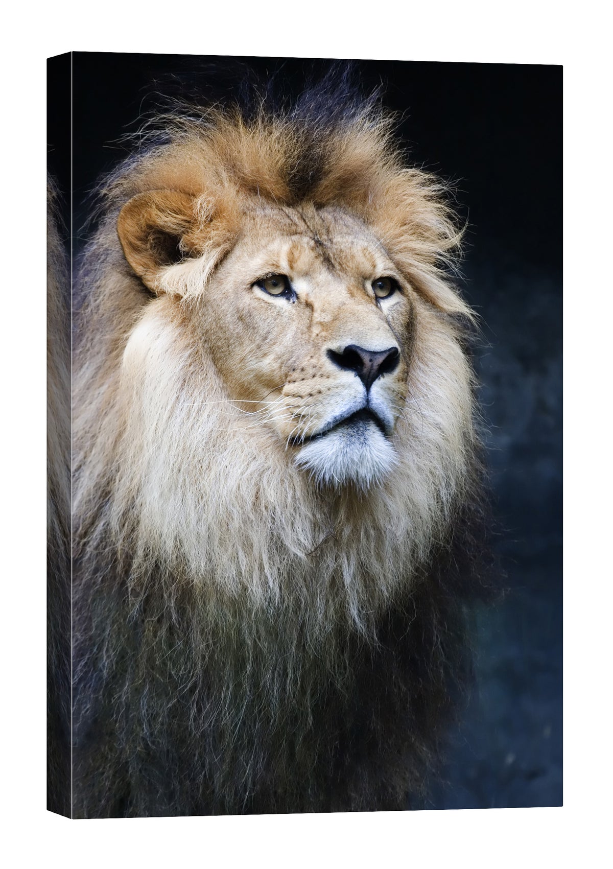 Animals No. 028, by day