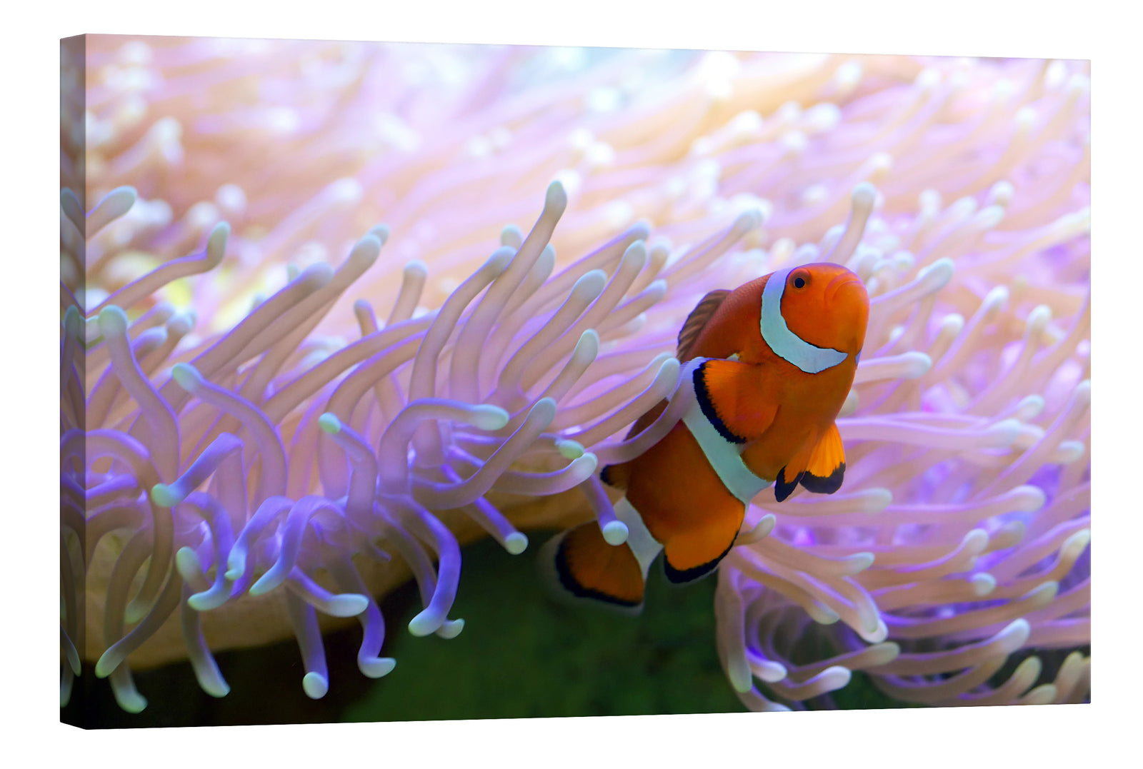 Animals No. 033, by day