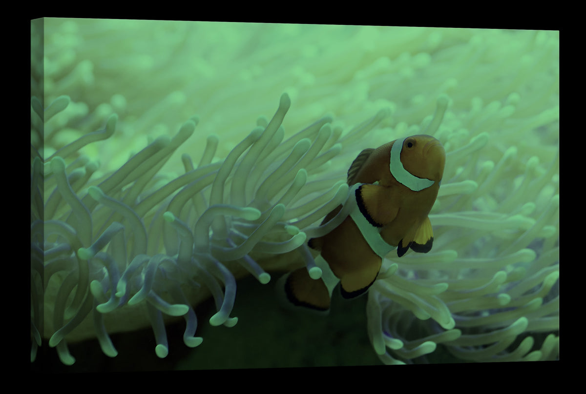 Animals No. 033, glowing at night