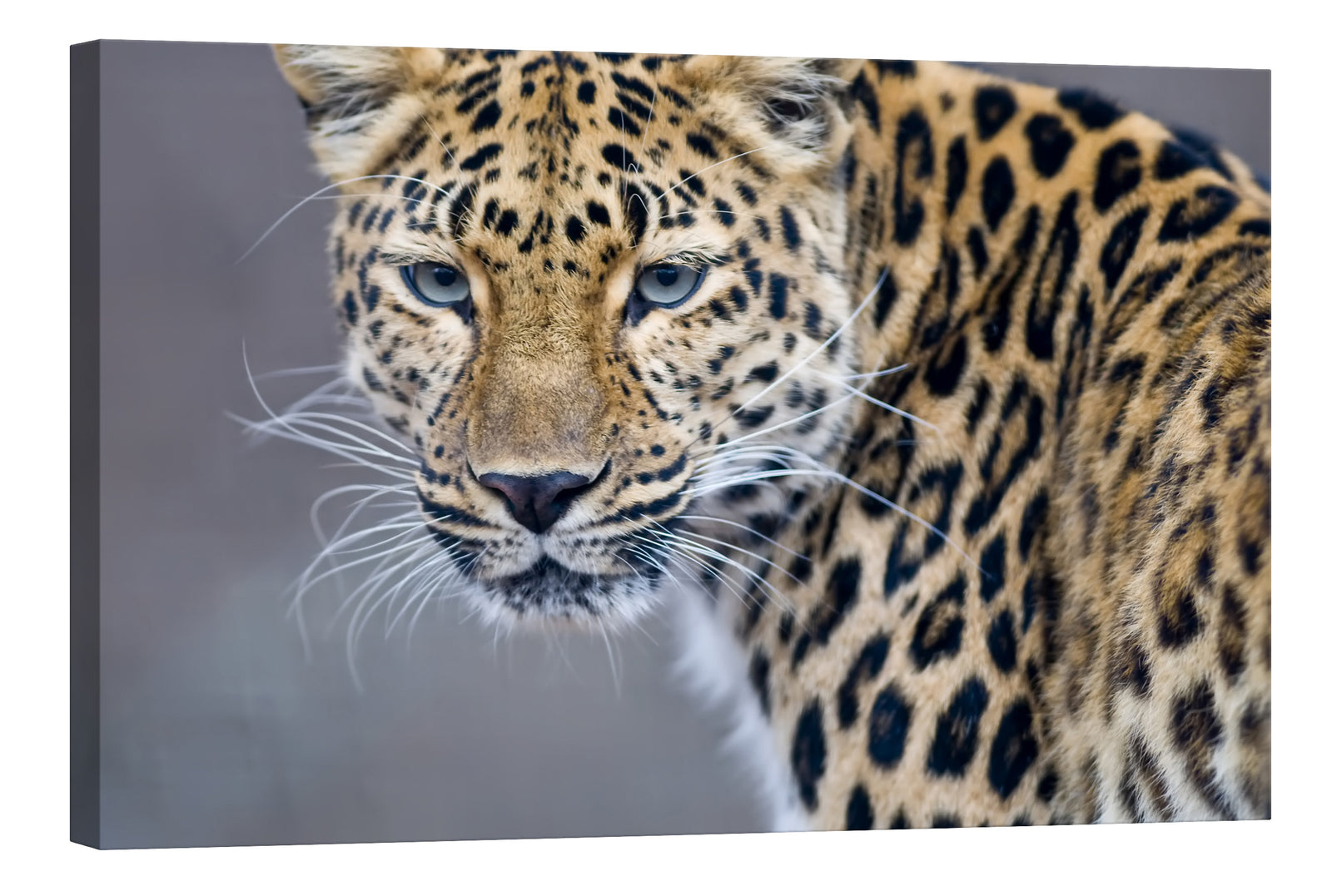 Animals No. 034, by day