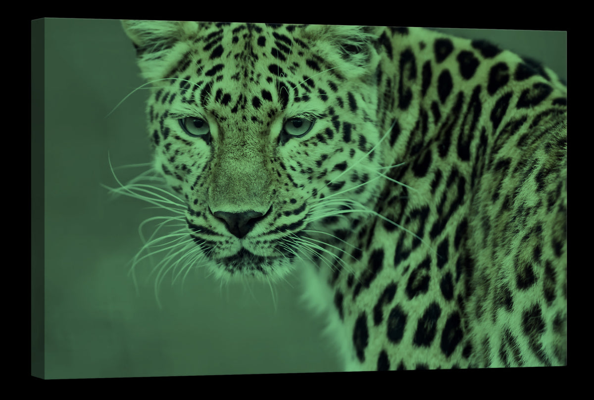 Animals No. 034, glowing at night