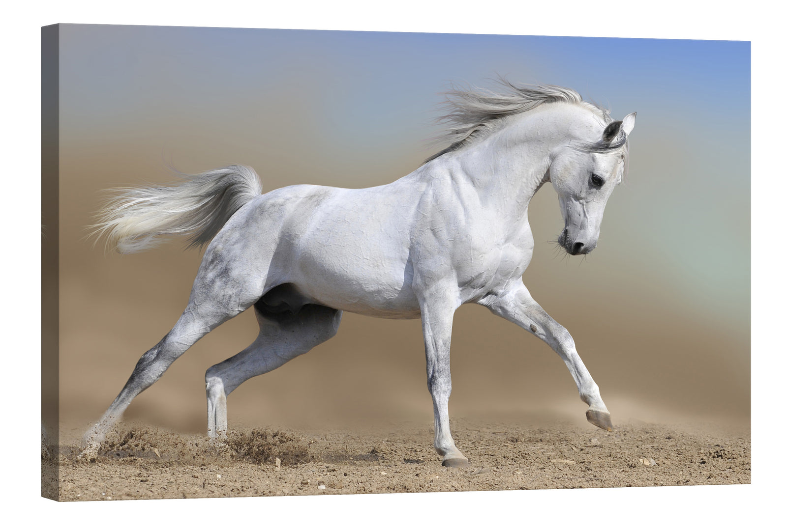 Animals No. 038, by day
