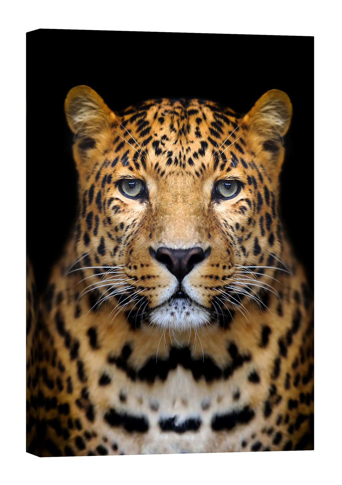 Animals No. 041, by day
