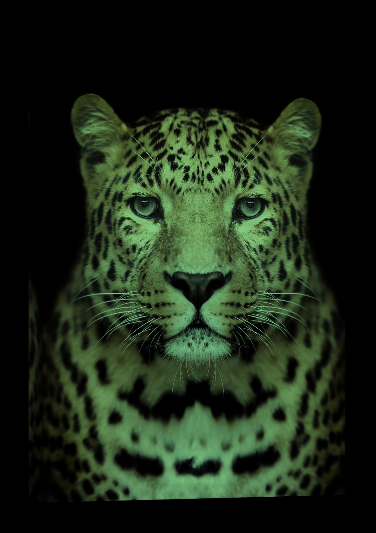 Animals No. 041, glowing at night