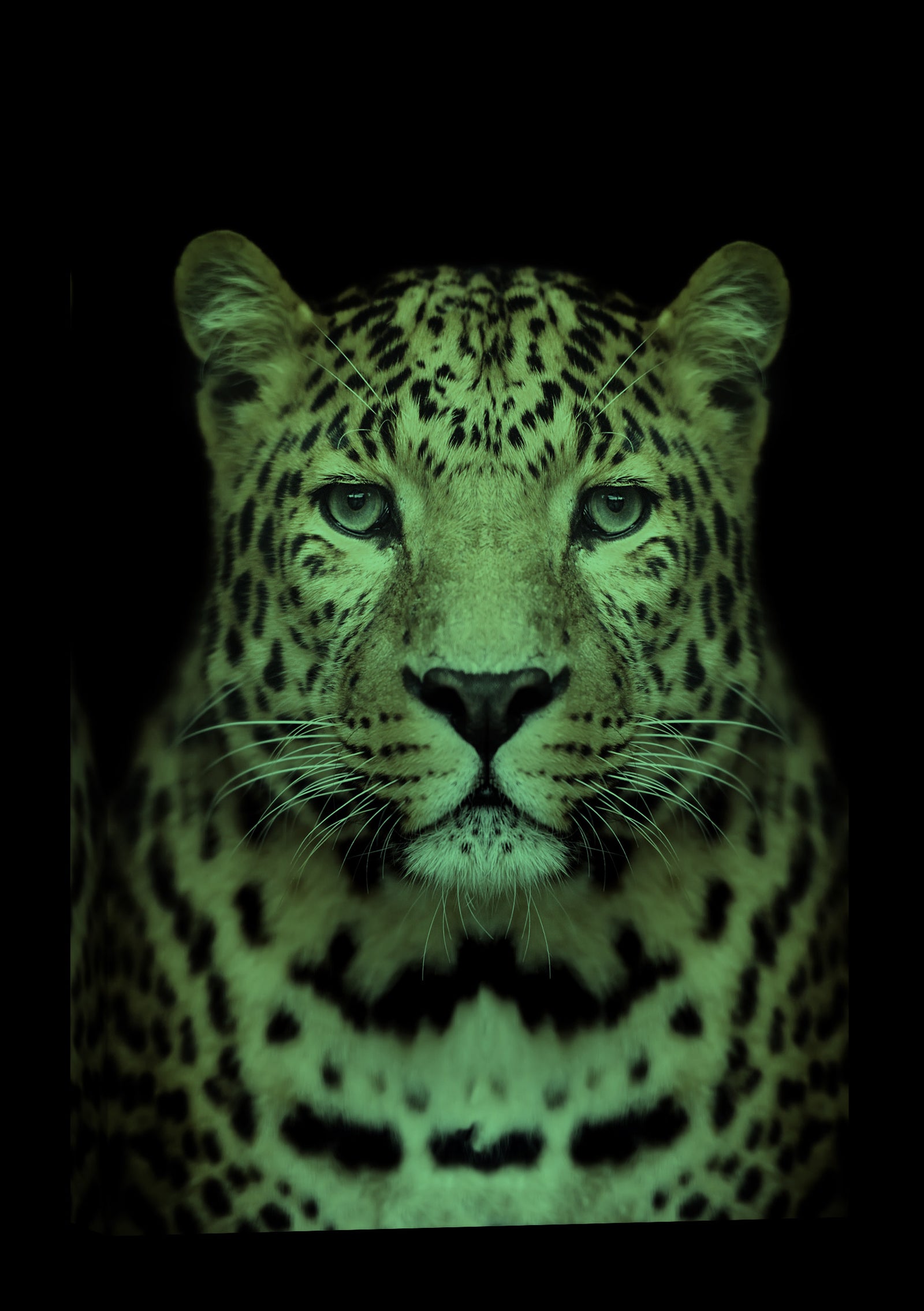 Animals No. 041, glowing at night