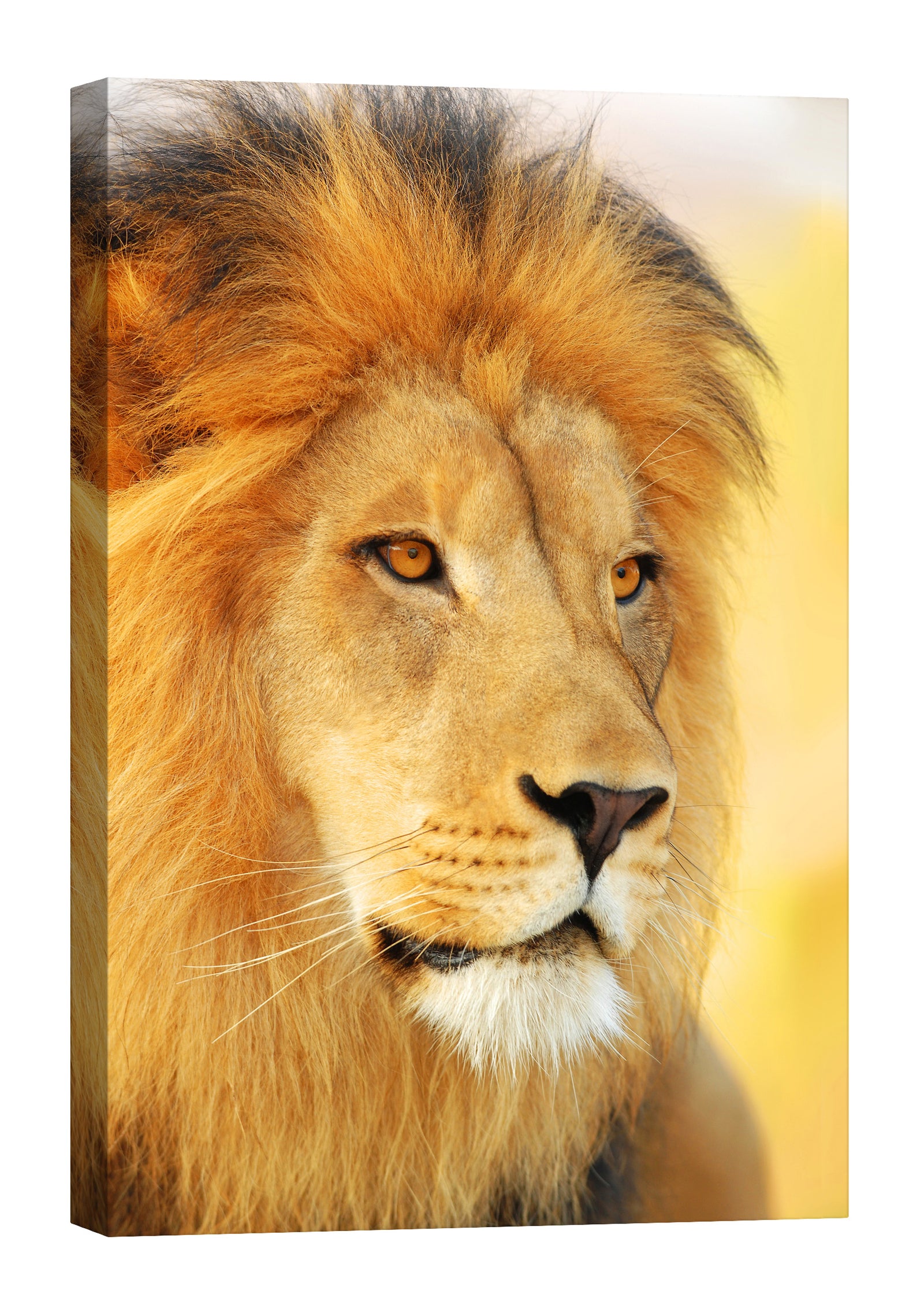 Animals No. 046, by day