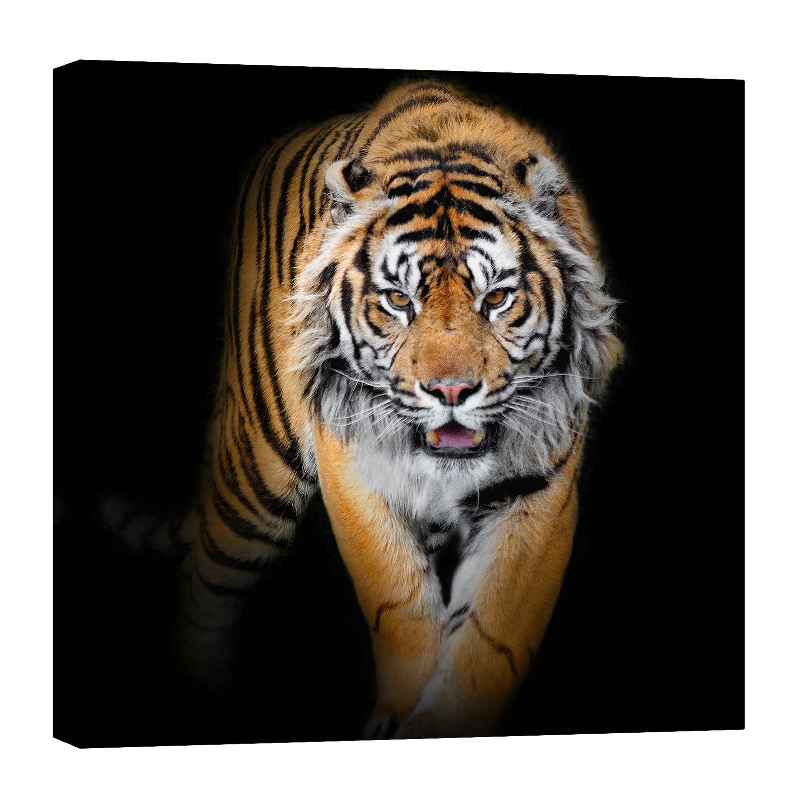 Animals No. 049, by day
