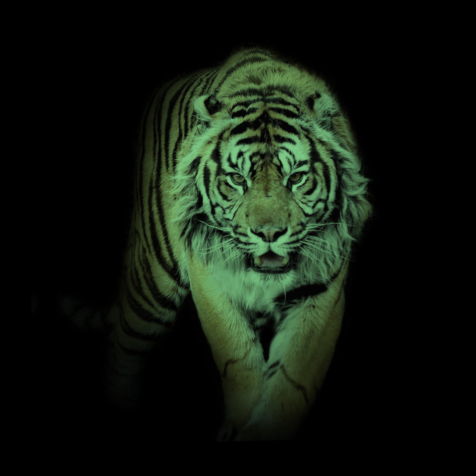Animals No. 049, glowing at night
