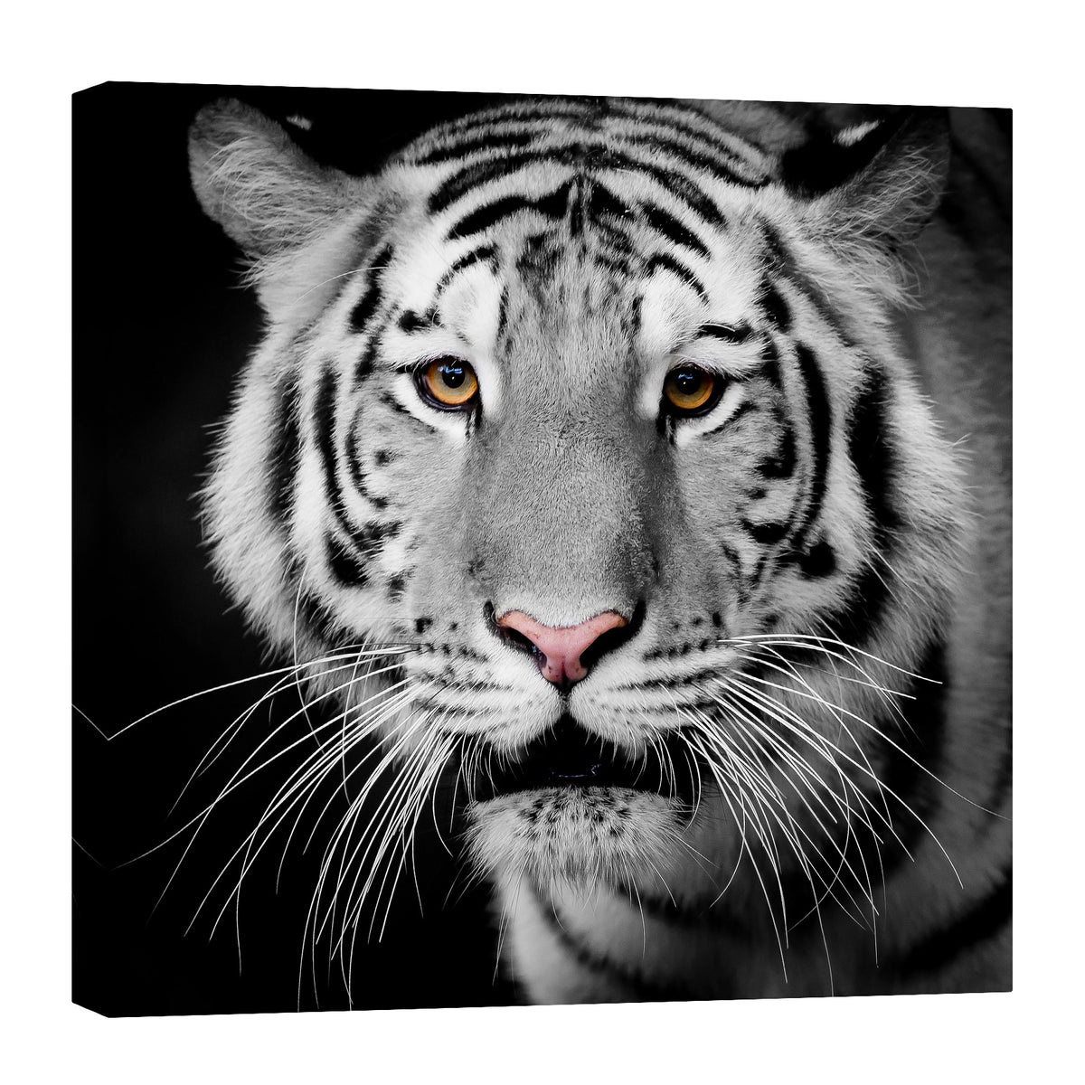 Animals No. 051, by day