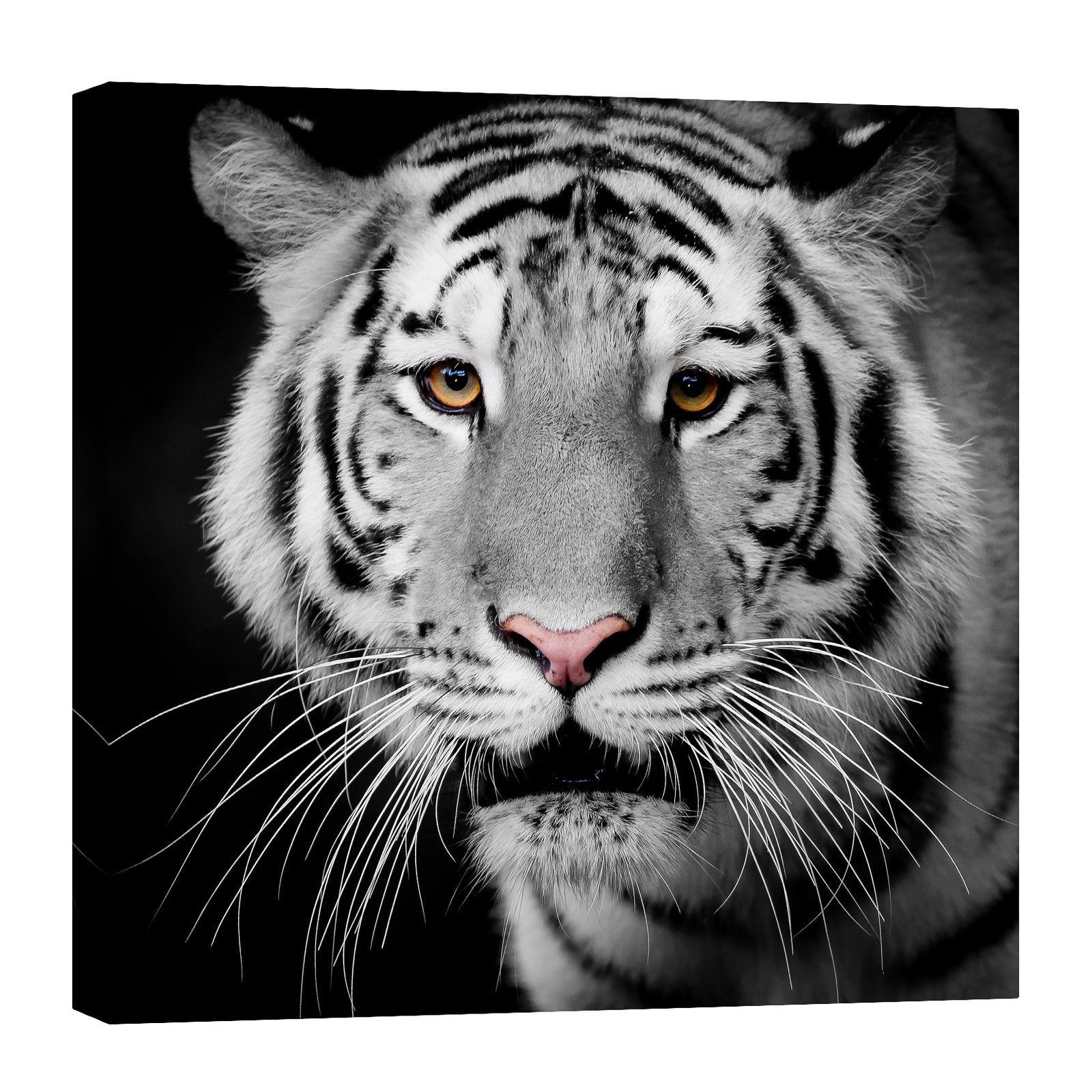Animals No. 051, by day