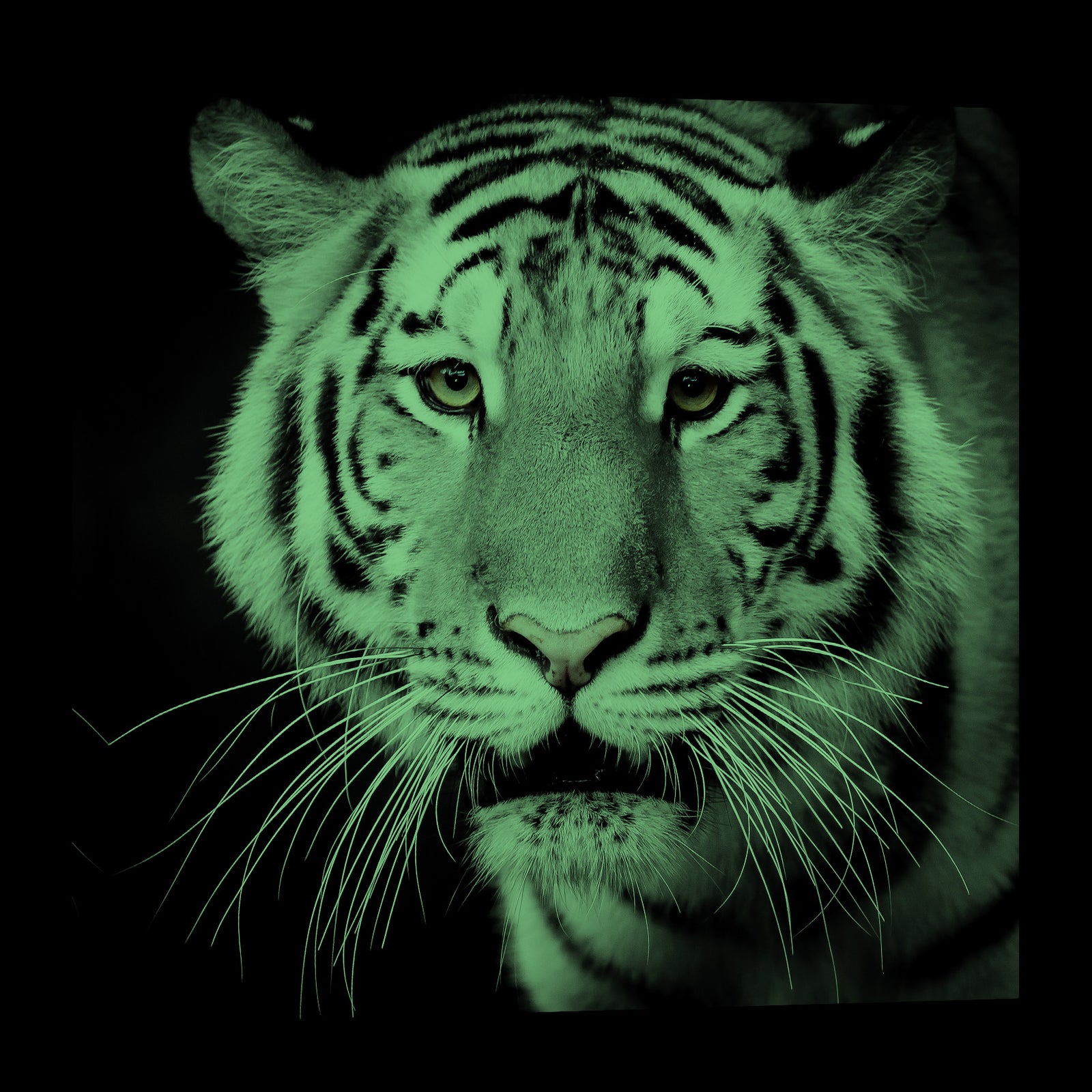 Animals No. 051, glowing at night