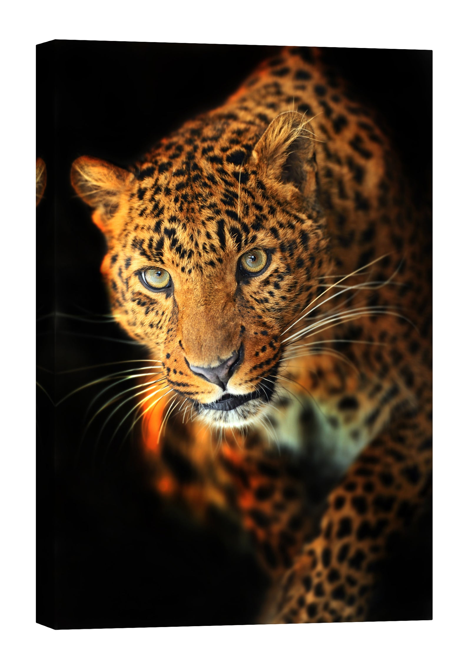 Animals No. 054, by day