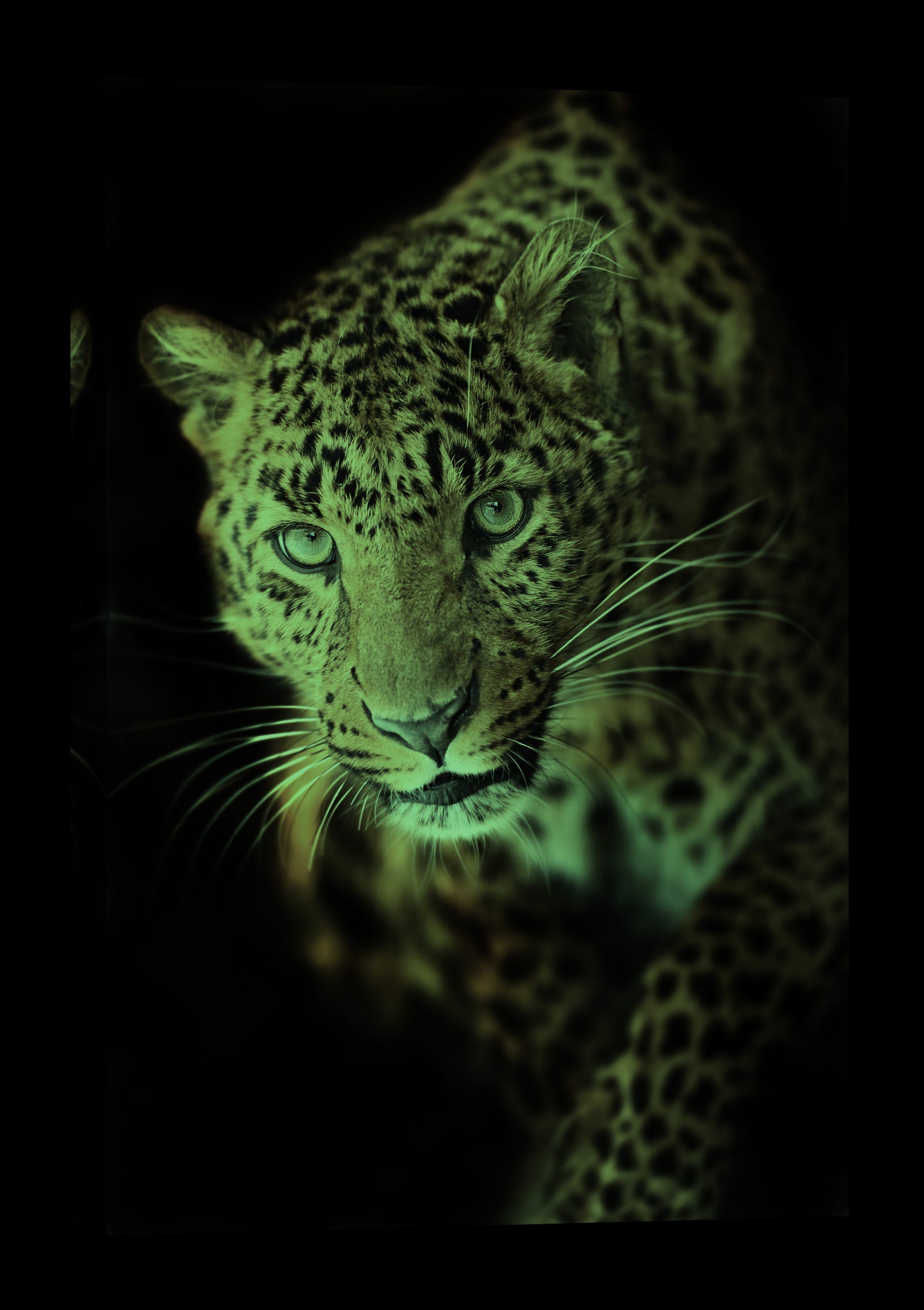 Animals No. 054, glowing at night