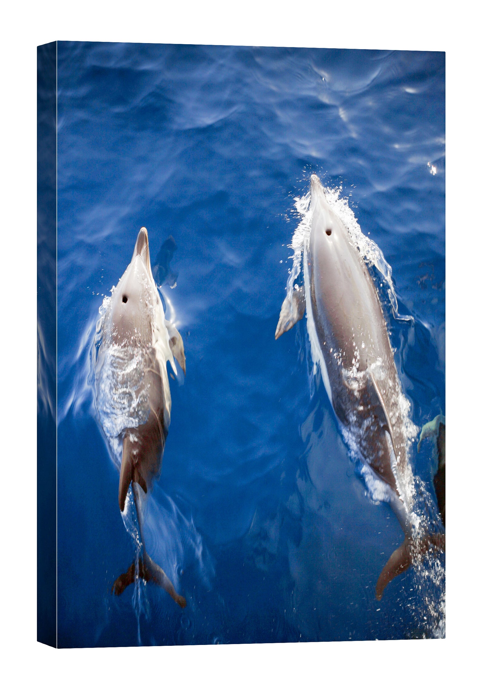 Animals No. 055, by day