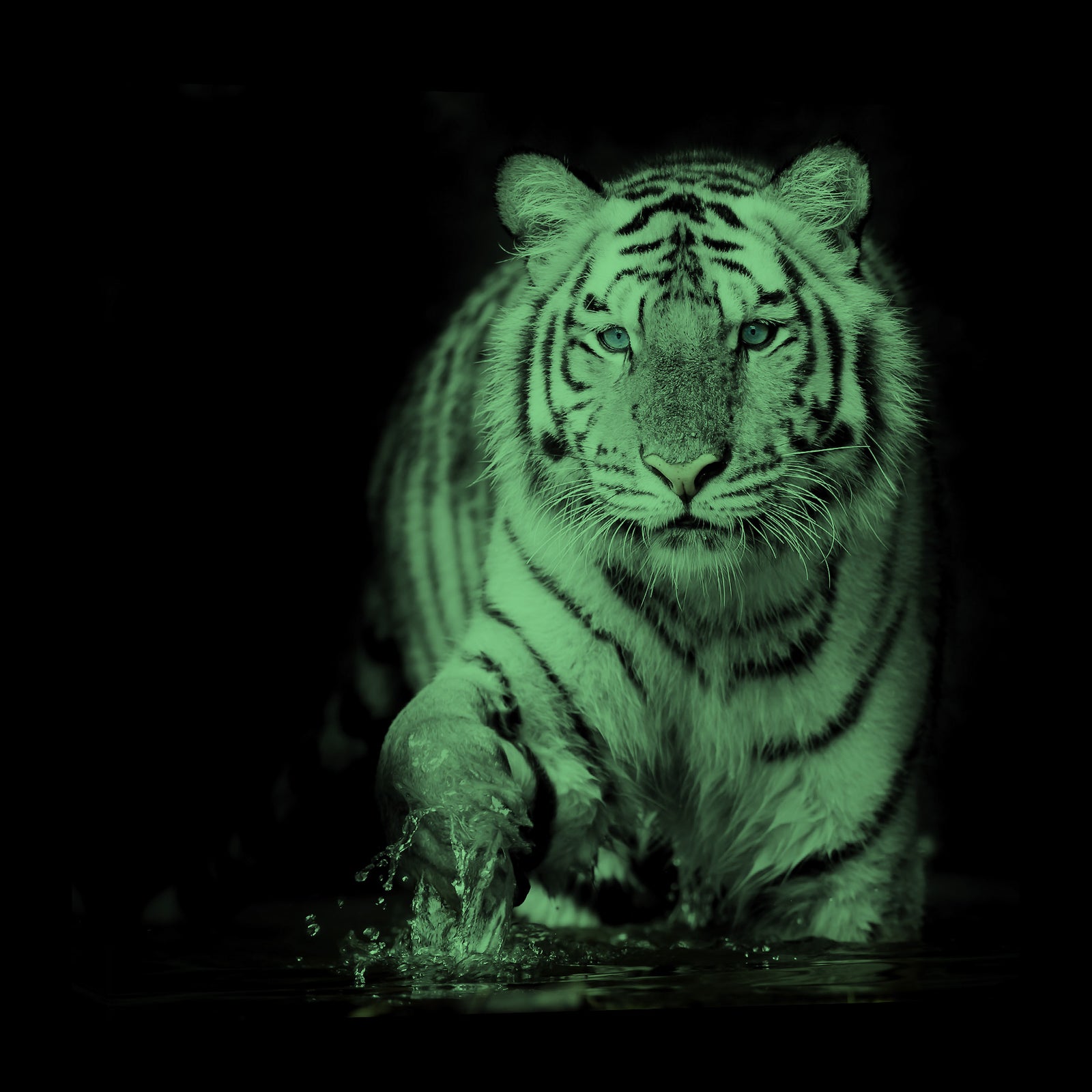 Animals No. 056, glowing at night