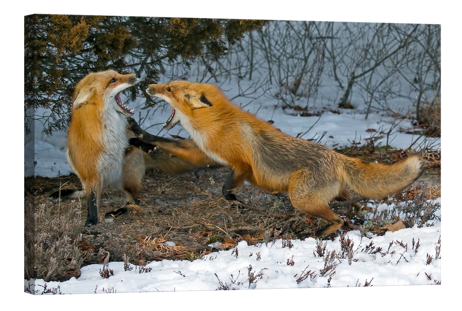 Animals No. 057, by day