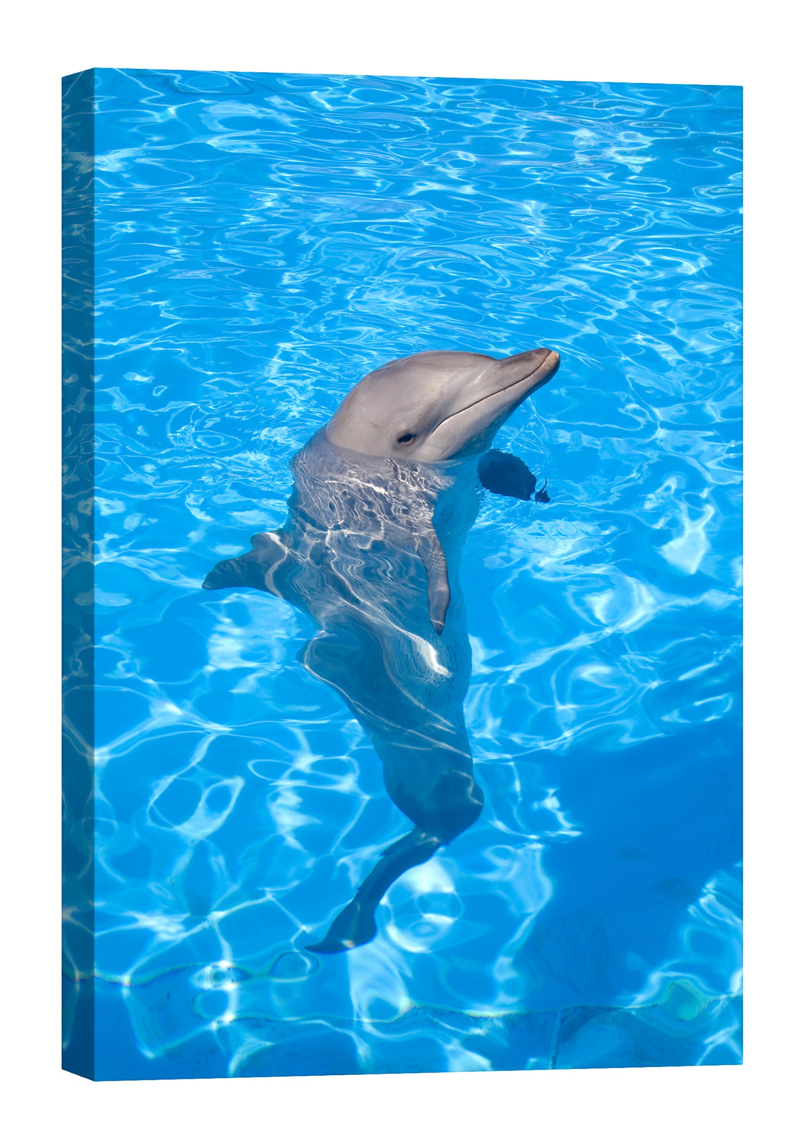 Animals No. 061, by day