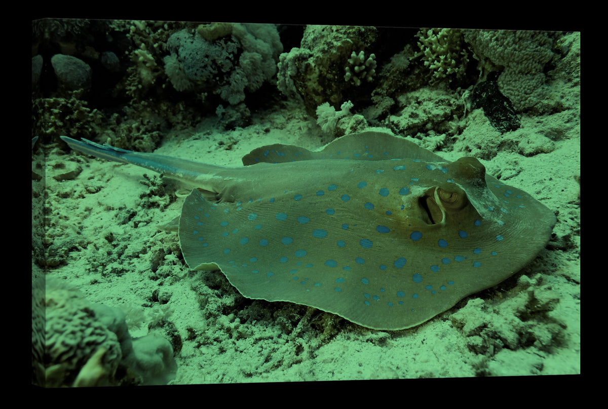 Animals No. 064, glowing at night