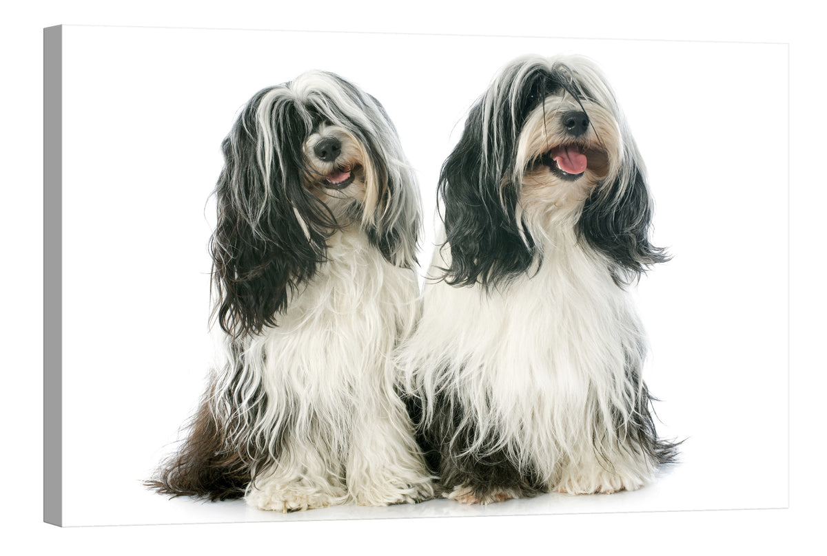 Animals No. 069, by day