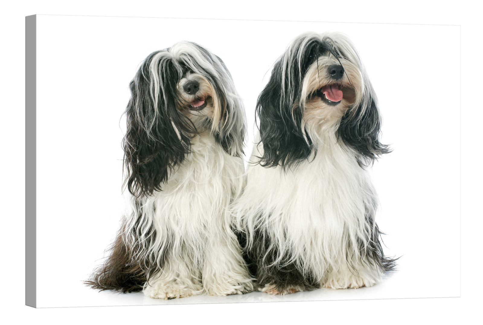 Animals No. 069, by day