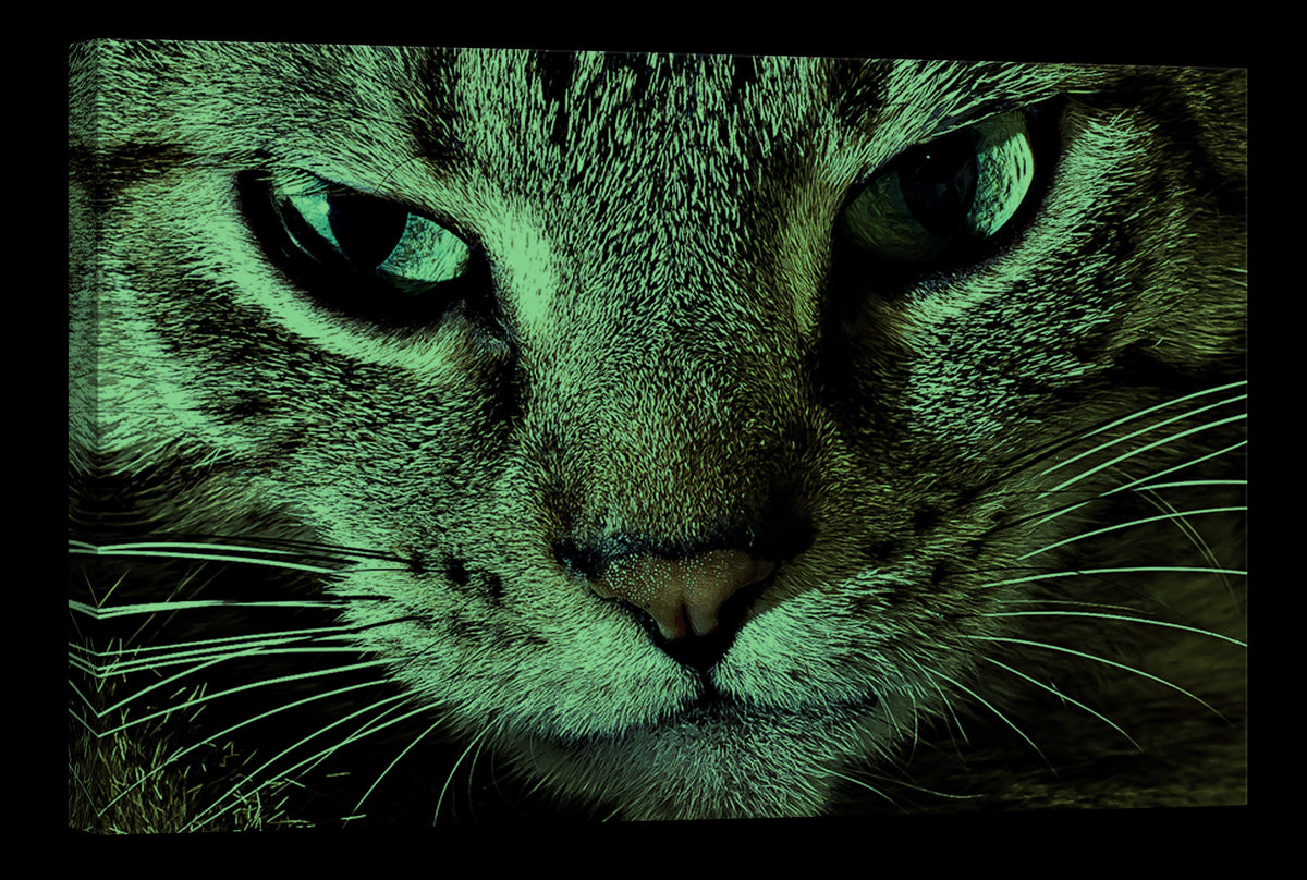 Animals No. 072, glowing at night