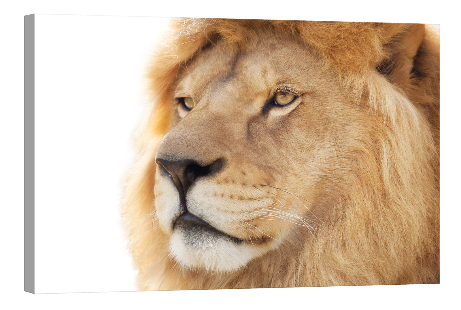 Animals No. 073, by day