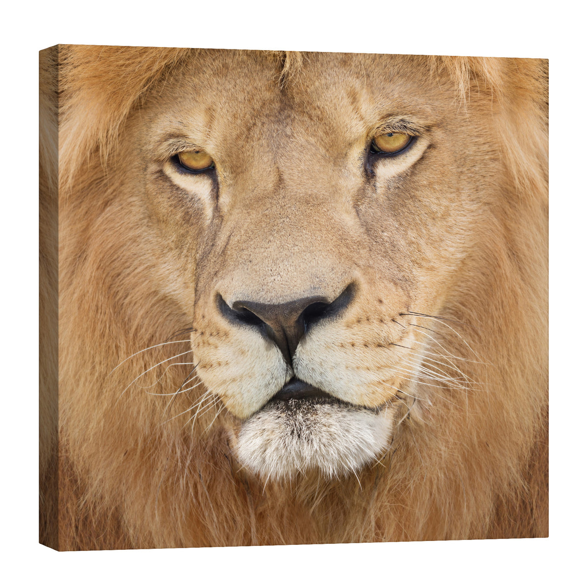 Animals No. 075, by day