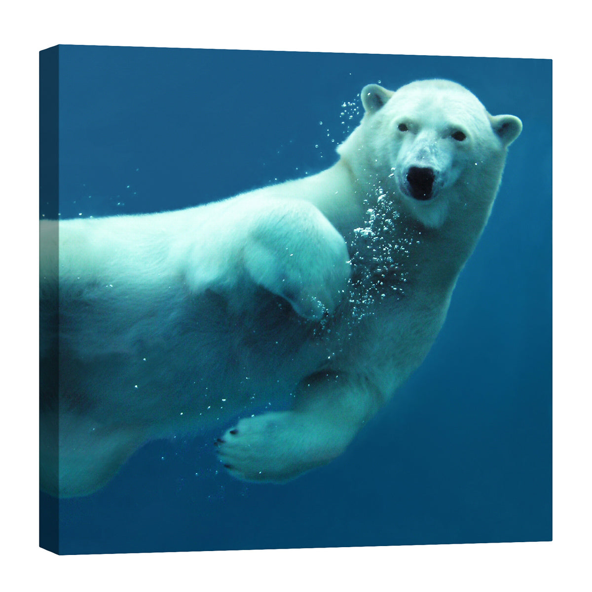 Animals No. 078, by day