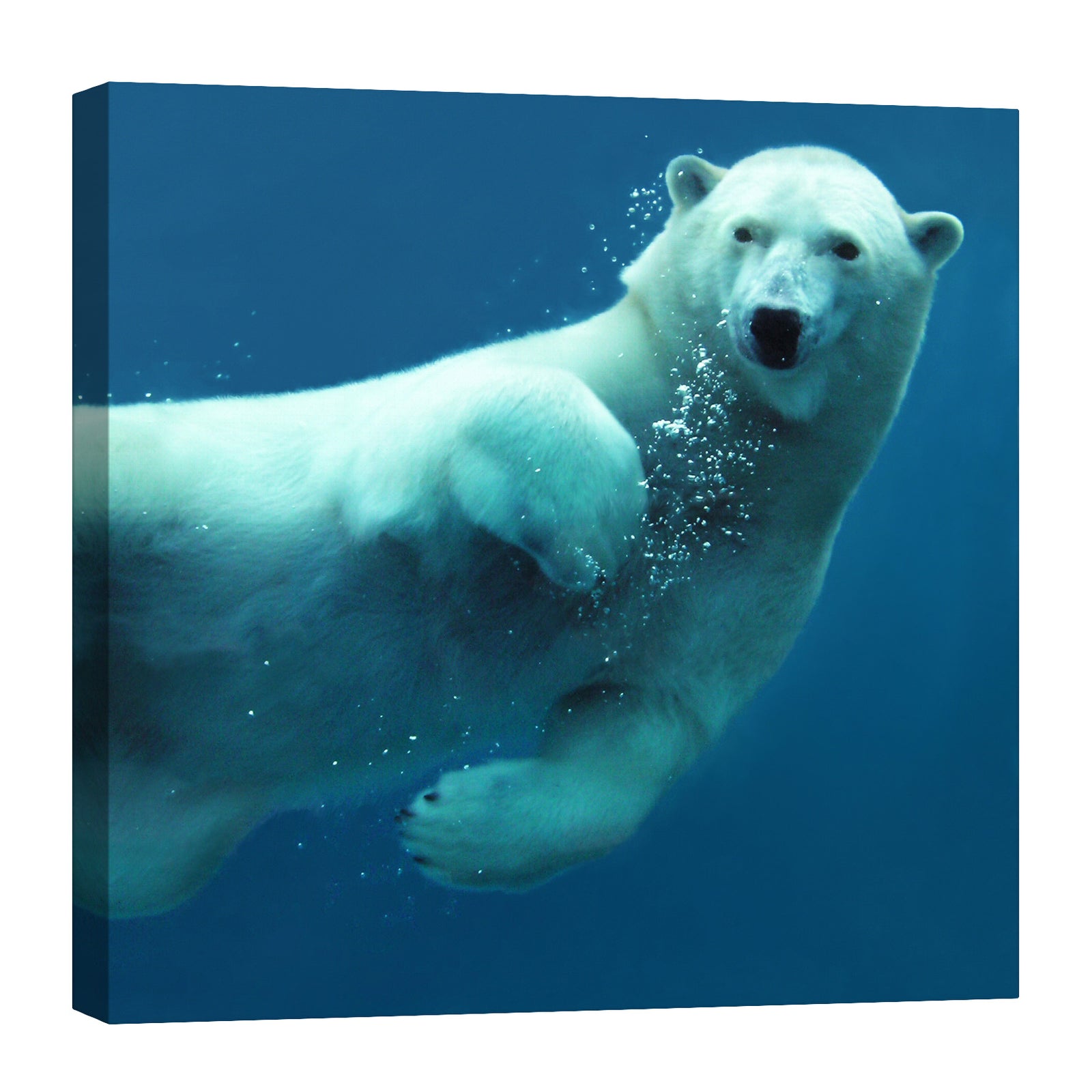 Animals No. 078, by day