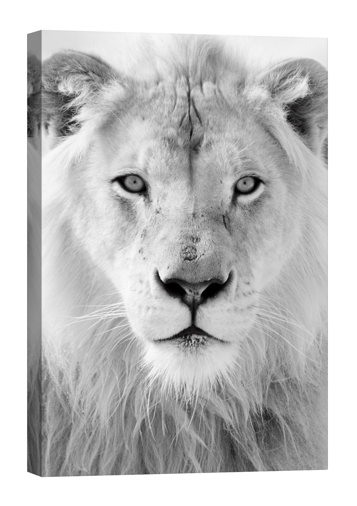 Animals No. 081, by day