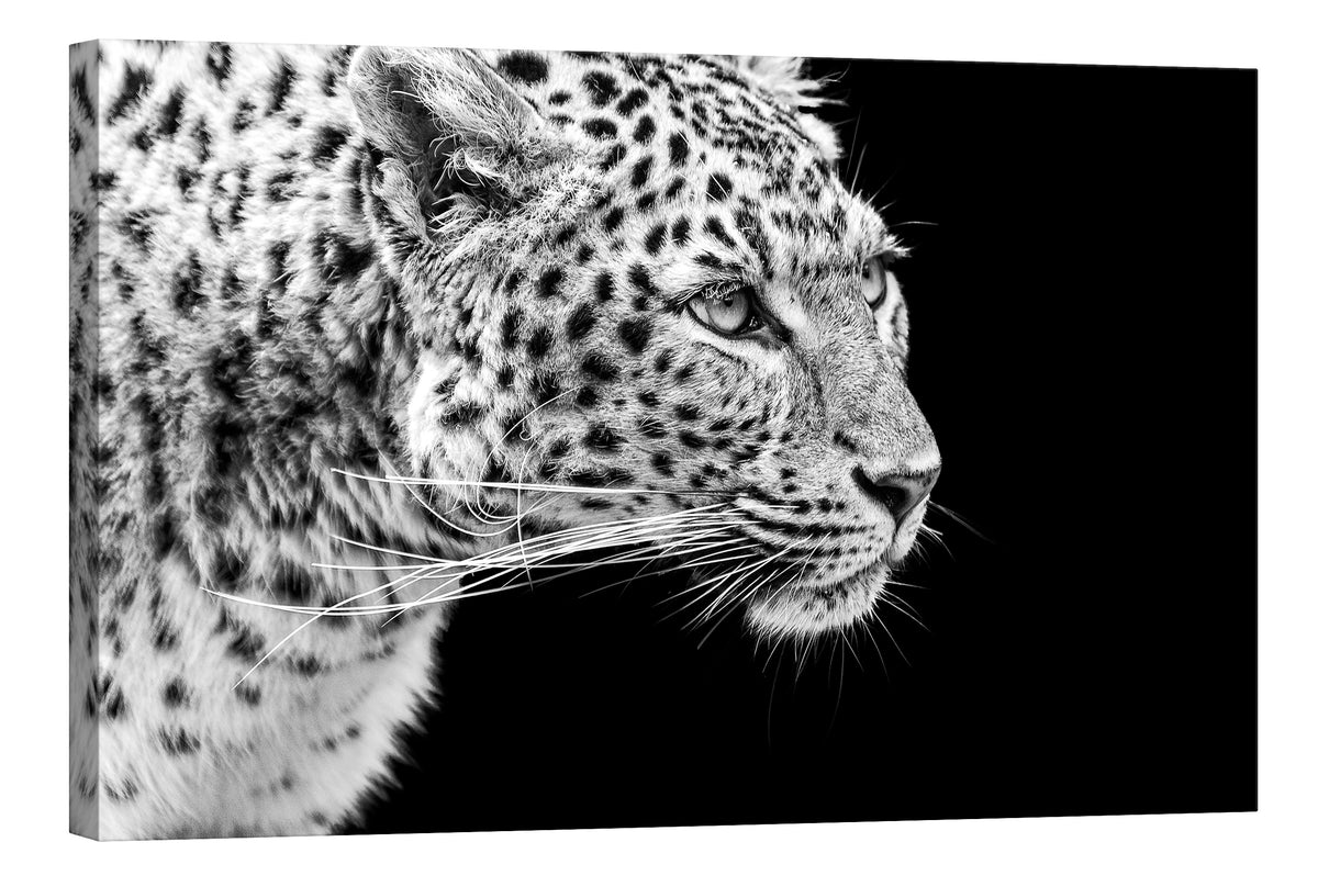 Animals No. 083, by day