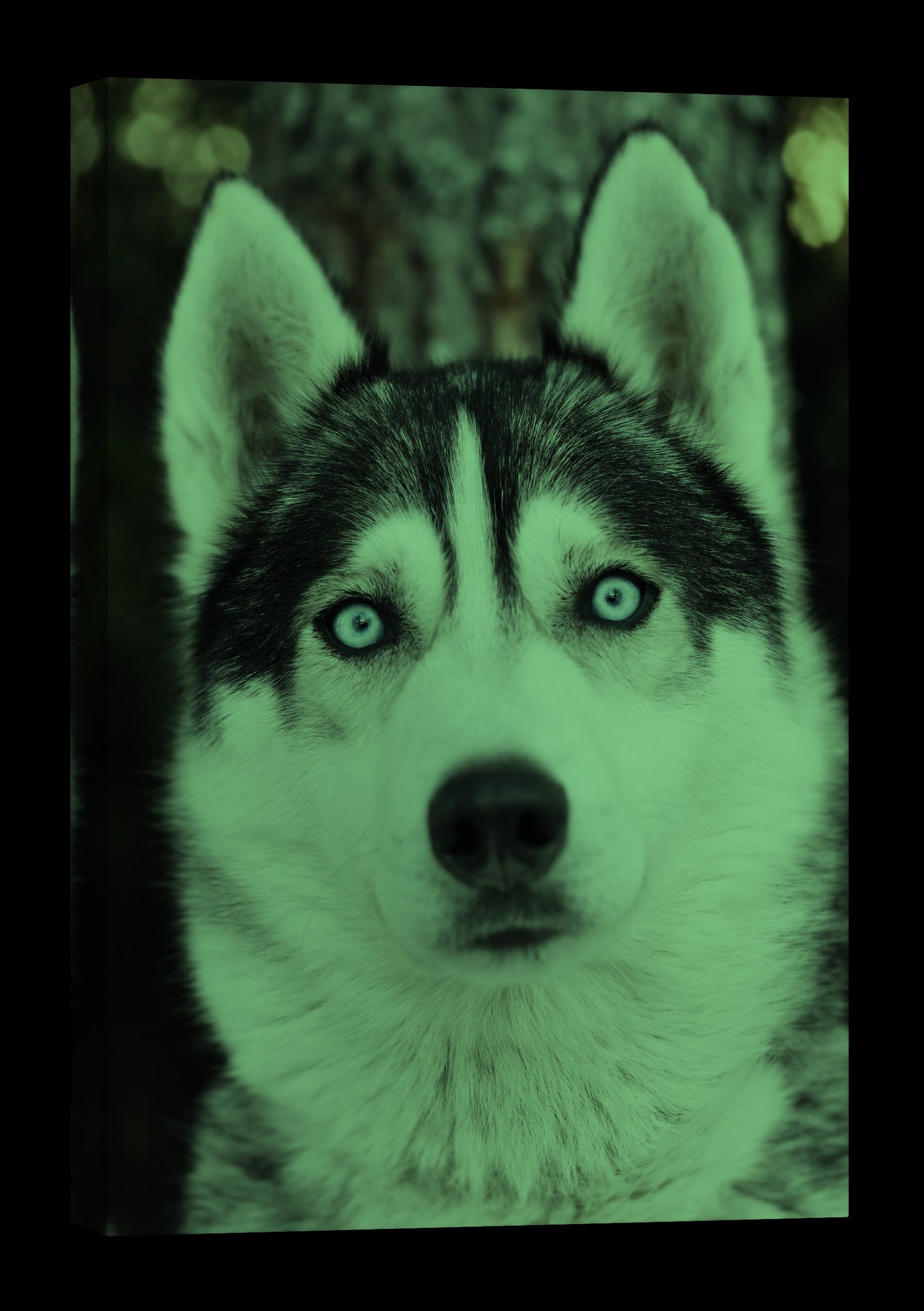 Animals No. 086, glowing at night